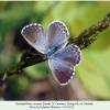 pseduphilotes vicrama pyatigorsk1 female